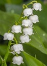 Blossoms of a lily of the valley Convallaria majalis in the garden. On the flowers you can see drops of water after a rainstorm Royalty Free Stock Photo