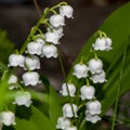 Closeup of the blossoms of a lily of the valley Convallaria majalis in the garden. On the flowers you can see drops of water aft Royalty Free Stock Photo