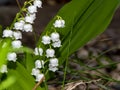 Closeup of the blossoms of a lily of the valley Convallaria majalis in the garden. Royalty Free Stock Photo