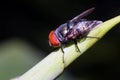 Closeup of blow-fly or carrion fly Calliphoridae