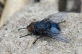 Closeup of a blowfly , Calliphora vicina sunning on sandy soil