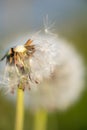 Closeup of a blown away dandelion in a field Royalty Free Stock Photo