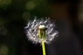 Closeup of blown dandelion Royalty Free Stock Photo