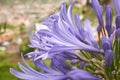 Closeup of blue african lily Agapanthus africanus in Funchal, Madeira Royalty Free Stock Photo