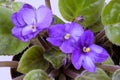 Closeup of Blue African Violet Flowers and Green Leaves Royalty Free Stock Photo