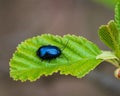 Alder leaf beetle on green alder leaf Royalty Free Stock Photo
