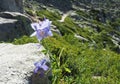 Closeup of Blue aquilegia