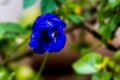 Closeup of a blue Asian pigeonwing flower, Clitoria ternatea blooming in the garden