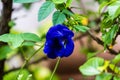 Closeup of a blue Asian pigeonwing flower, Clitoria ternatea blooming in the garden