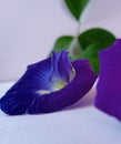 Closeup of blue Asian pigeonwing flowers