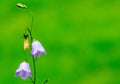 Closeup of a Blue Bell Flower Royalty Free Stock Photo