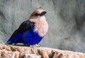 Closeup of a blue bellied roller sitting on a tree stump, a beautiful and colorful bird from the savannah of africa Royalty Free Stock Photo