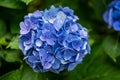 Closeup of a blue bigleaf hydrangea flower Royalty Free Stock Photo