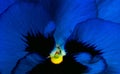 Closeup blue, black , and yellow flower abstract background. Macro shot detail of dark blue flower. Blue petal of flower texture Royalty Free Stock Photo