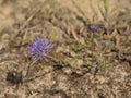 Closeup of blue bonnet flowers - Jasione montana