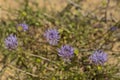 Closeup of blue bonnets in the sand - Jasione montana