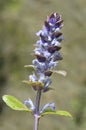 Closeup blue bugle