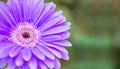Closeup blue chrysanthemun flower on blurred garden view background with copy space Royalty Free Stock Photo