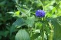 Closeup of a blue Cornflower in a field on a sunny day