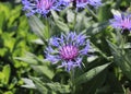 Closeup of a blue cornflower,growing in a garden, spring. A blossom with interesting outermost ray florets.
