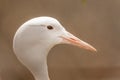 Closeup blue crane ( Anthropoides paradiseus ) Royalty Free Stock Photo