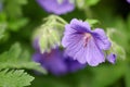 Closeup of a blue cranesbill geranium flower growing in a botanical garden on a sunny day outdoors. Beautiful plants Royalty Free Stock Photo