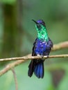 Wildlife photo of a Blue-crowned Woodnymph Thalurania colombica