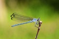 Closeup of blue damselfly in green background