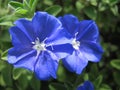 Closeup of Blue Daze or Dwarf Morning-glory flowers
