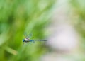 Flying blue dragonfly with green grass in the background. Royalty Free Stock Photo