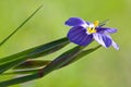 Closeup of Blue-Eyed Grass Royalty Free Stock Photo