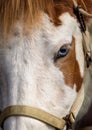 Closeup of a blue-eyed horse