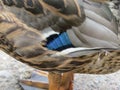 Closeup of blue feathers on young male mallard duck. Royalty Free Stock Photo