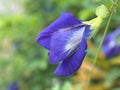 Closeup blue flower of Asian pigeonwings, Clitoria ternatea, bluebellvine butterfly pea plants with green blurred background