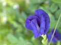 Closeup blue flower of Asian pigeonwings, Clitoria ternatea, bluebellvine butterfly pea plants with green blurred background