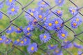 Closeup blue flowers on background of old rusty wire mesh fence Royalty Free Stock Photo