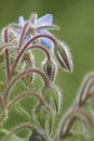 Closeup on the blue flowers othe Borage plant, Borago officinalis, used in most bee seed-mixes Royalty Free Stock Photo