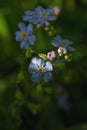 Closeup Blue Forget Me Nots Flowers Royalty Free Stock Photo