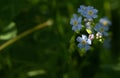 Closeup Blue Forget Me Nots Flowers Royalty Free Stock Photo