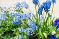 Closeup of blue forgetmenots, mini hyacinths and pansies Royalty Free Stock Photo