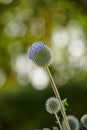 Closeup of blue Globe Thistle growing in a green garden in with a blurry background and bokeh. Macro details of soft