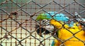 Closeup blue and gold macaw bird, Portrait colorful Macaw parrot, Blue and Gold Macaw Green-Blue macaw - Ara ararauna Parrot Royalty Free Stock Photo