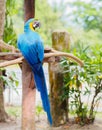 Closeup blue and gold macaw bird sitting on a tree branch. Royalty Free Stock Photo