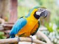 Closeup blue and gold macaw bird sitting on a tree branch. Royalty Free Stock Photo