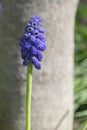 Single Blue Grape Hyacinth Flower Cluster and Stalk Royalty Free Stock Photo