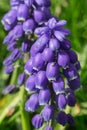 Closeup of Blue Grape Hyazinth Royalty Free Stock Photo
