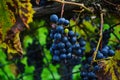 Closeup of blue grape in vineyard with sunlight. Winery and grapevine growing background frame. Royalty Free Stock Photo