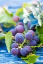 Closeup of blue grapes