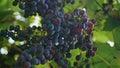 Closeup blue grapes hanging on vine branches at vineyard. Juicy bunch vertically