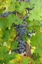 Closeup of blue grapes in a wine yard in Canada. Royalty Free Stock Photo